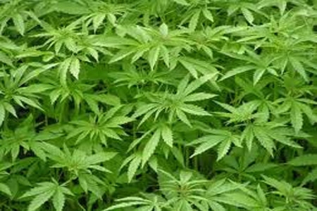 Colorado y Washington legalizan uso “recreativo” de mariguana