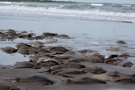 Localizan decenas de mantarrayas muertas en Veracruz