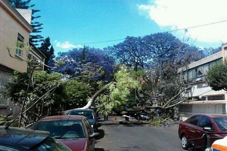 Viento derribó al menos 135 árboles en la ciudad de México