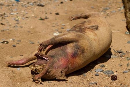 Cerdo mal cocinado se convierte en monstruo