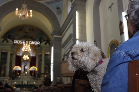 Bendición de animales en la iglesia de San Antonio Abad