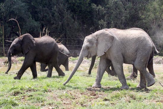 Así es la vida de los 9 elefantes que Africam Safari rescató de Namibia