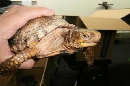 Decomisan a 103 reptiles que iban de contrabando de México a Japón