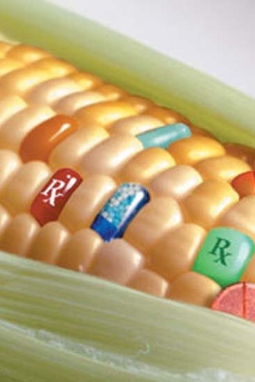 Alimentos transgénicos ¿son buenos o malos?