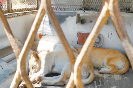 Capturan a 11 perros que mataron a anciano en Estado de México