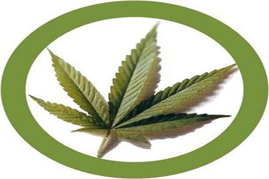 Refresco de marihuana, preparan su lanzamiento