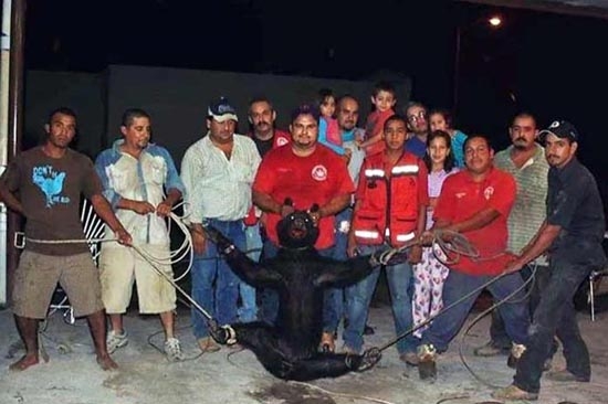 Denuncian tortura a osezna en Coahuila