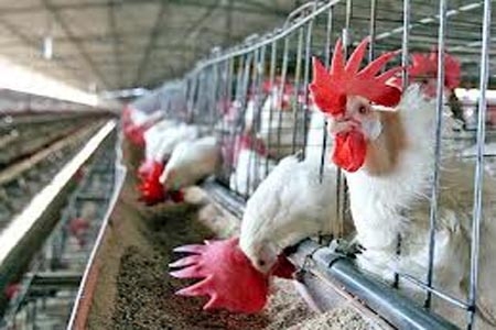 Gripe aviar sube precio de huevo; daño económico sería nacional