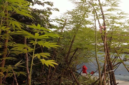 Policías estatales detectan plantío de marihuana en la Sierra Norte de Puebla