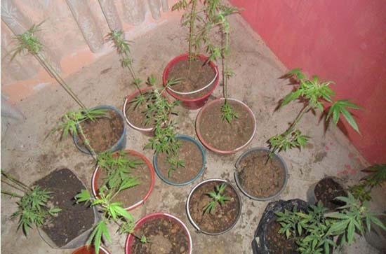 PGJ asegura plantío de marihuana en casa de Amozoc