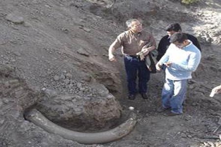 Encuentran restos de mamut en Chignahuapan; INAH ya realiza investigación oficial