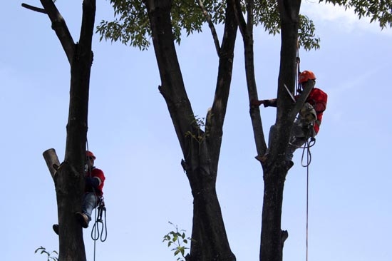 Ayuntamiento de Puebla poda árboles para evitar accidentes por lluvias