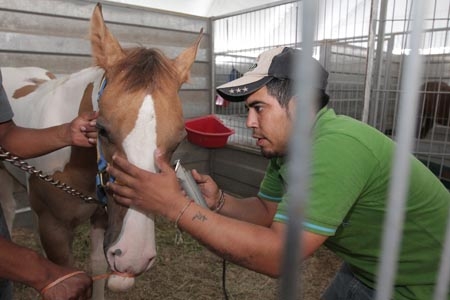 Inicia la Expo Feria Agropecuaria y Agroindustrial de Chipilo 2011