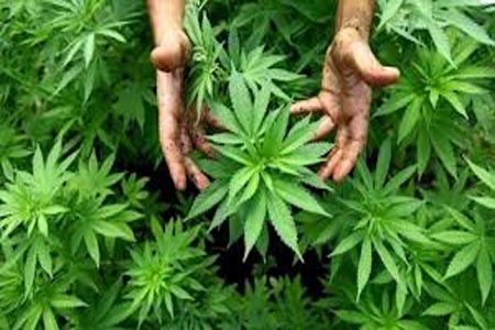 Siete de cada 10 mexicanos rechazan legalizar la mariguana