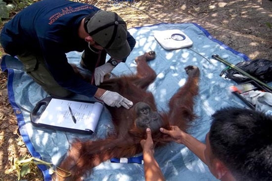 Orangután recibió cien balazos y aún vive