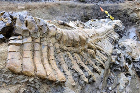 Rescatan cola de dinosaurio en Coahuila