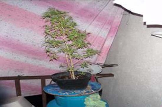 Desmantelan narcotienda en Infonavit Santiago de San Pedro Cholula