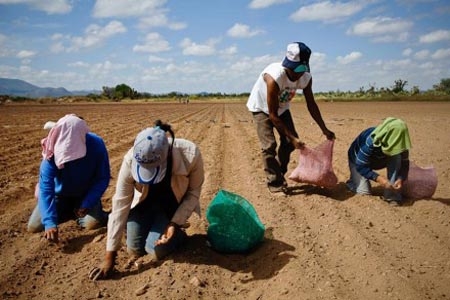 Canadá esclaviza a unos 19 mil jornaleros de México, acusa ONG