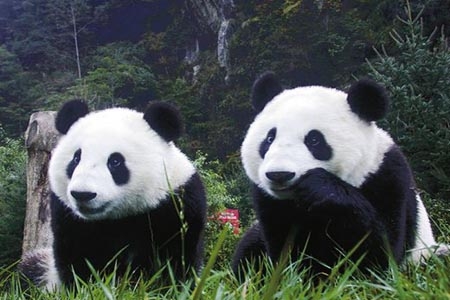 Que el oso panda no es chino, que tendría su origen en España