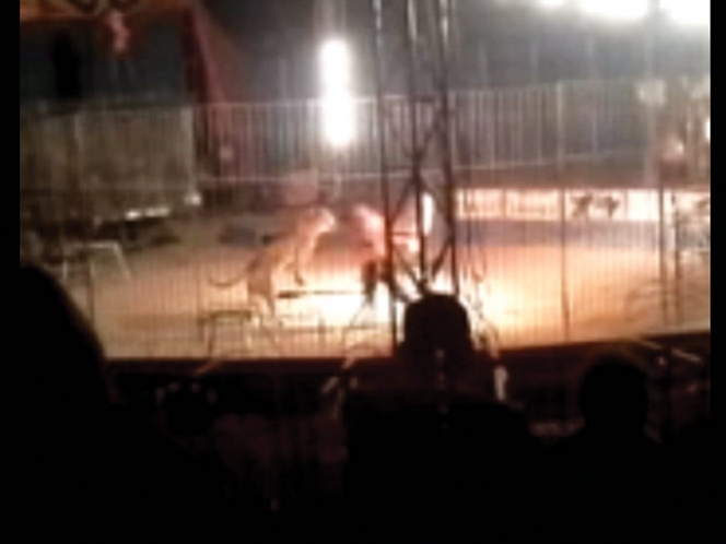 Dar la espalda al tigre, error fatal de domador: experto