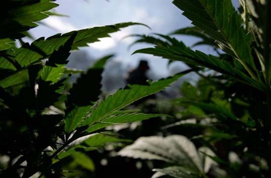 Sin marihuana, cárteles perderían más de 2 mil millones de dólares