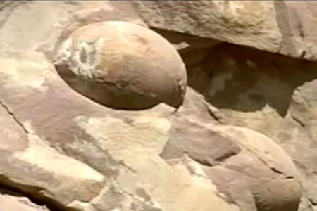 Hallan 40 huevos de dinosaurio en Chechenia