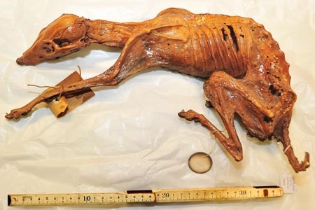 INAH examina perro momificado con mil años de antigüedad hallado en Coahuila