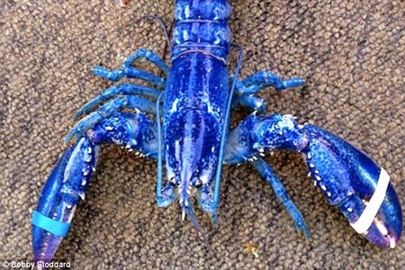 Encuentran langosta azul en Canadá