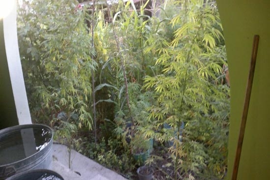 Policía Estatal destruyó sembradío con 104 plantas de marihuana en Huehuetlán