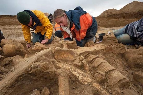 Descubren esqueleto de mamut en Francia