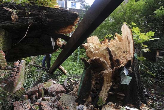 Árbol de Ana Frank fue derribado por el viento