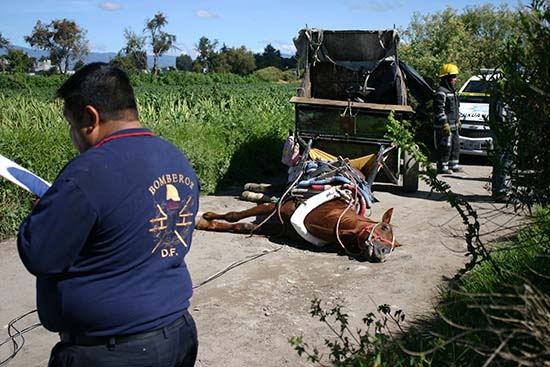 Se electrocutan dos hombres y muere un caballo en San Martín Texmelucan