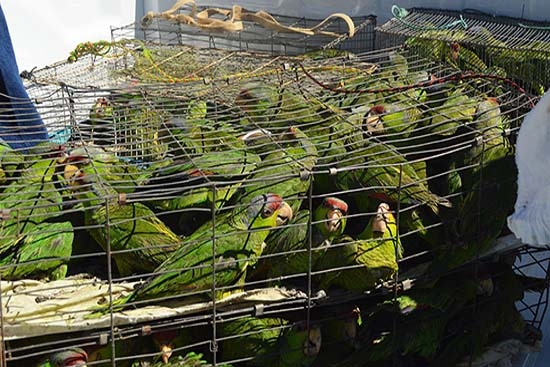 Salvan a 120 cotorras en peligro de extinción; las venderían como mascotas