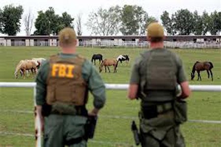 A subasta los más de 400 caballos decomisados a Los Zetas en EU