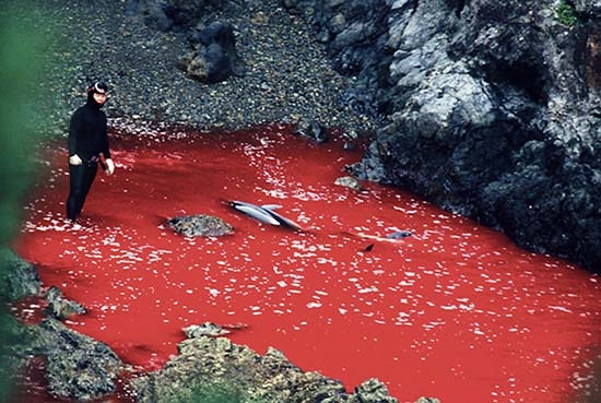 Denuncian masacre de cientos de delfines “por tradición” en Japón