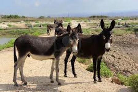 De risa que Padrés Elías cobre tenencia por burros: PRI