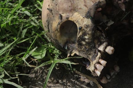 Juan C. Bonilla: fue encontrado un cráneo humano en el campo de una casa