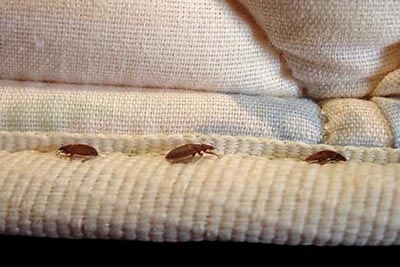 Plaga de chinches en Nueva York