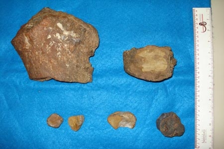 Hallan huesos de dinosaurio en Coahuila