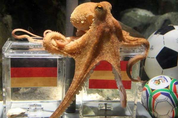 Muere el pulpo Paul, el adivino de Sudáfrica 2010