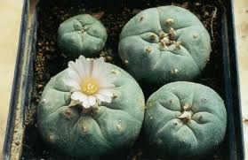 SSA promuve uso médico de hongos alucinógenos y peyote