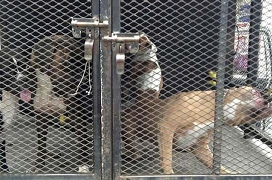 Consignan a dueña del perro Pitbull que mató a un niño en Tláhuac
