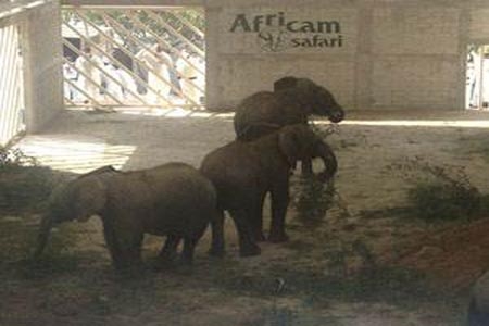Africam rescata a 9 elefantes que serían sacrificados en Namibia