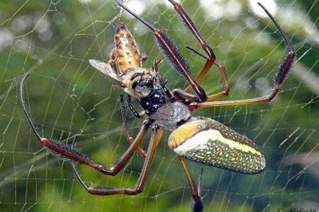 Conoce a la araña que provoca erecciones