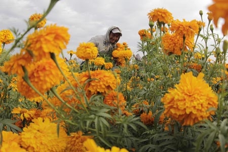 Día de Muertos: Inicia la comercialización del Cempasúchil