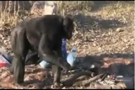 Un chimpancé que cocina hamburguesas