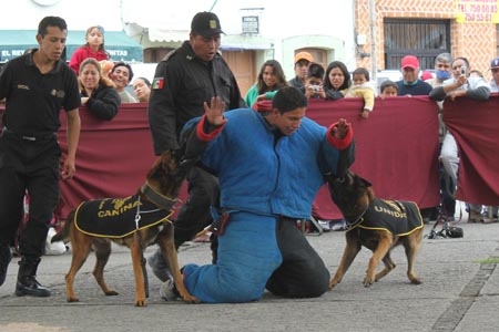 Cereso de Cholula cuenta con 5 perros antinarco y antimotínes