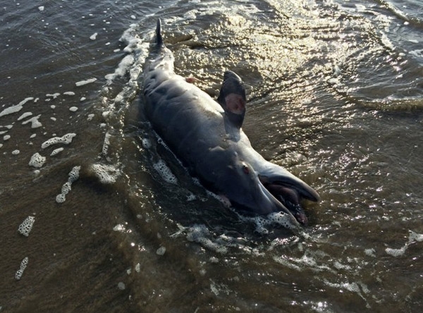 Cifra récord de delfines muertos en Golfo de México por derrame
