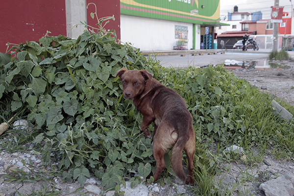 Incrementan 71% reportes al 911 por maltrato animal en Puebla