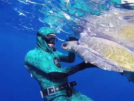 VIDEO: Tortuga agradece a buzos haberle salvado la vida